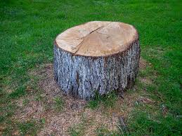 Tree and Shrub Care in Hillsboro, TX