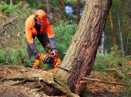 Best Tree Cabling and Bracing  in Hillsboro, TX