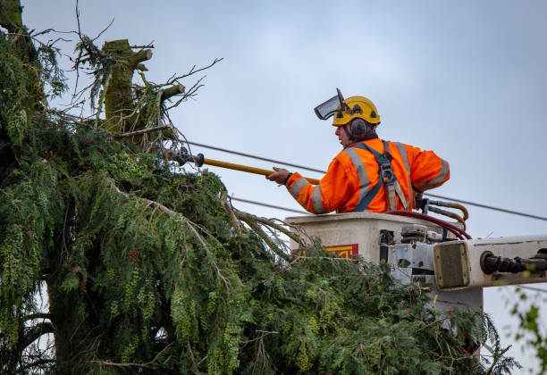  Hillsboro, TX Tree Care Pros