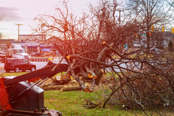 Best Tree Mulching  in Hillsboro, TX