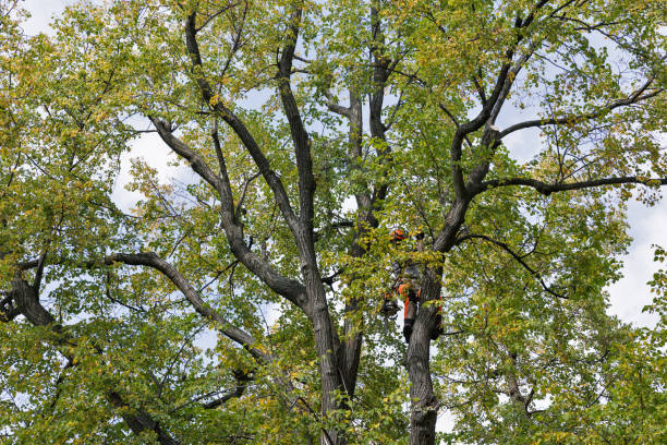 Best Storm Damage Tree Cleanup  in Hillsboro, TX